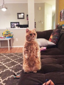 george-the-cat-standing-on-2-legs-1